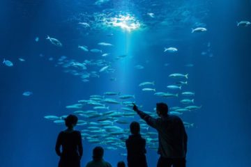 Stralsund Ozeanum größtes Aquarium