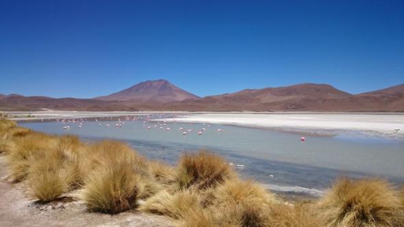 Wilde Flamingos in einem der vielen Seen der bolivischen Wüste