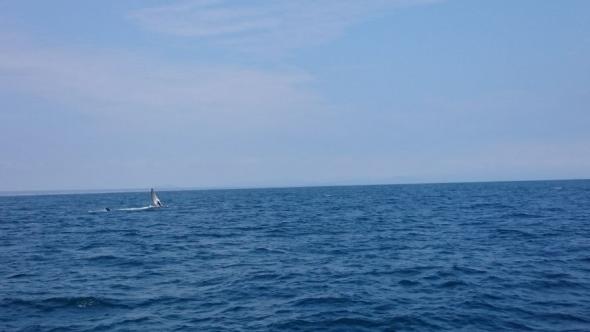 Die Flosse eines Buckelwals nahe der Isla de la Plata